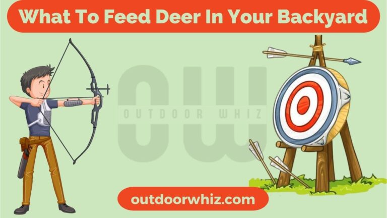 What To Feed Deer In Your Backyard: Deer Feeding Guide